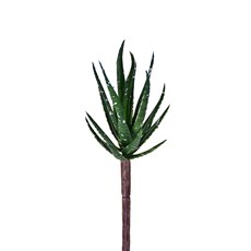 Imagem de SUCULENTA M2 14CM 40867 GRILLO - Grillo Ltda