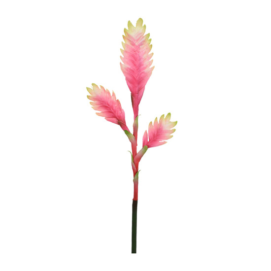 Imagem HASTE HELICONIA TROPICAL ROSA 41193 GRILLO