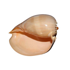 Imagem de CONCHA MELO BRODEREPII POLISHED 1 UNIDADE  - Conchas Artesanato Ltda