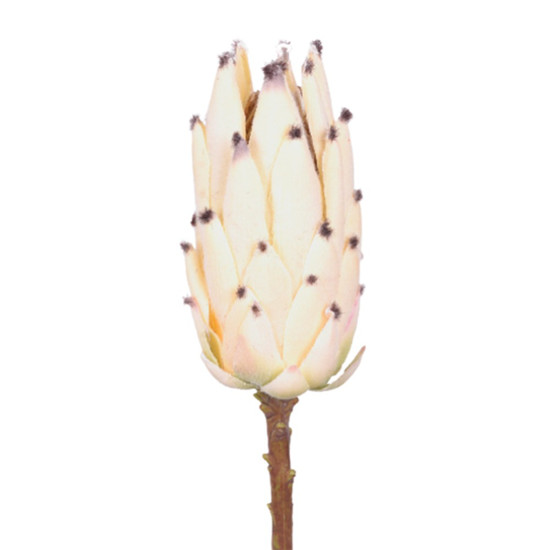 Imagem HASTE  PROTEA GIG COR BEGE 51775 GRILLO 14X8X50CM