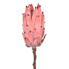 Imagem de HASTE PROTEA GIG VERMELHO OUTONO 8X50CM - GRILLO 51775 - Grillo Ltda