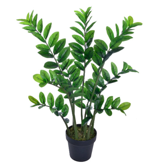 Imagem PLANTA PACHIRA X18 COM POTE (ZAMIA) VERDE 50X85CM GRILLO 49254