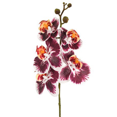 Imagem de HASTE ORQUIDEA PHALAENOPSIS X5 3D MARSALA 13X44CM - GRILLO 53475 - Grillo Ltda