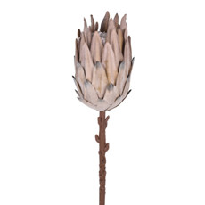 Imagem de HASTE PROTEA FLOCADA MARROM 53CM GRILLO 55374 - Grillo Ltda