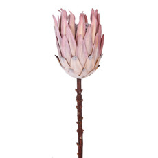 Imagem de HASTE PROTEA FLOCADA MARRON 16X56CM GRILLO 55373 - Grillo Ltda