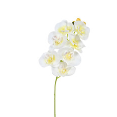 Imagem de HASTE ORQUIDEA PHALAENOPSIS CREME 66CM GRILLO 56280 - Grillo Ltda