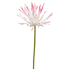 Imagem de HASTE DECORATIVA PERMANENTE DE PROTEA CREME EM PLÁSTICO MOLDÁVEL 59X15 CM - GRILLO - Grillo Ltda