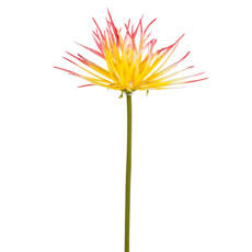 Imagem de HASTE DECORATIVA PERMANENTE DE PROTEA AMARELA EM PLÁSTICO MOLDÁVEL 59X15 CM - GRILLO - Grillo Ltda