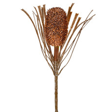 Imagem de HASTE DECORATIVA PERMANENTE DE PROTEA MARROM EM PLÁSTICO MOLDÁVEL 70X9 CM - GRILLO - Grillo Ltda