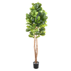 Imagem de PLANTA DECORATIVA FICUS LYRATA FOLHAGEM VERDE E TRONCOS NATURAIS 190X70 CM - GRILLO - Grillo Ltda