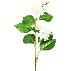 Imagem de HASTE DECORATIVA DE CLERODENDRUM CREME DE PLÁSTICO MOLDÁVEL 86X23CM - GRILLO - Grillo Ltda